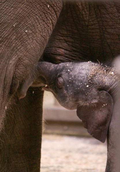 Новорожденный слоненок и его мама.Cидней. Зоопарк Таронга (Taronga Zoo).7 июля.Фото: Sergio Dionisio/Getty Image