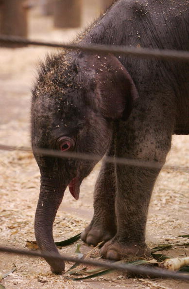 Новорожденный слоненок и его мама.Cидней. Зоопарк Таронга (Taronga Zoo).7 июля.Фото: Sergio Dionisio/Getty Image
