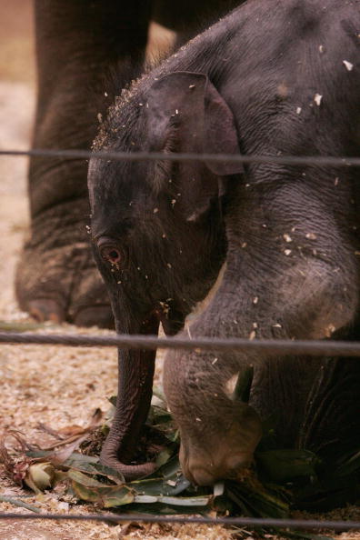 Новорожденный слоненок и его мама.Cидней. Зоопарк Таронга (Taronga Zoo).7 июля.Фото: Sergio Dionisio/Getty Image