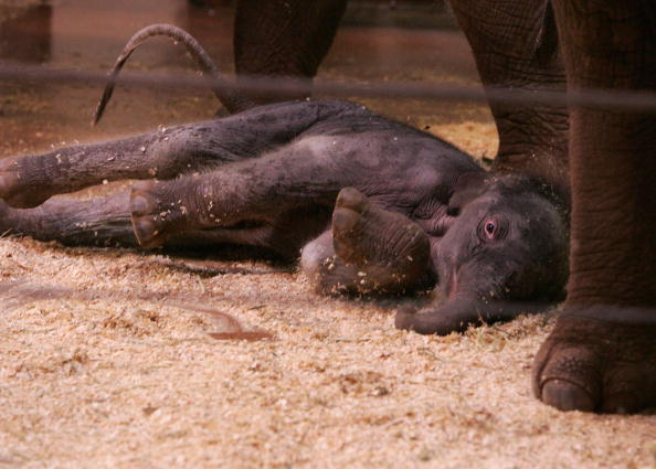 Новорожденный слоненок и его мама.Cидней. Зоопарк Таронга (Taronga Zoo).7 июля.Фото: Sergio Dionisio/Getty Image