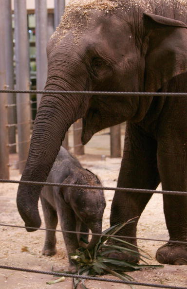 Новорожденный слоненок и его мама.Cидней. Зоопарк Таронга (Taronga Zoo).7 июля.Фото: Sergio Dionisio/Getty Image