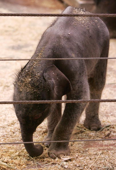 Новорожденный слоненок и его мама.Cидней. Зоопарк Таронга (Taronga Zoo).7 июля.Фото: Sergio Dionisio/Getty Image