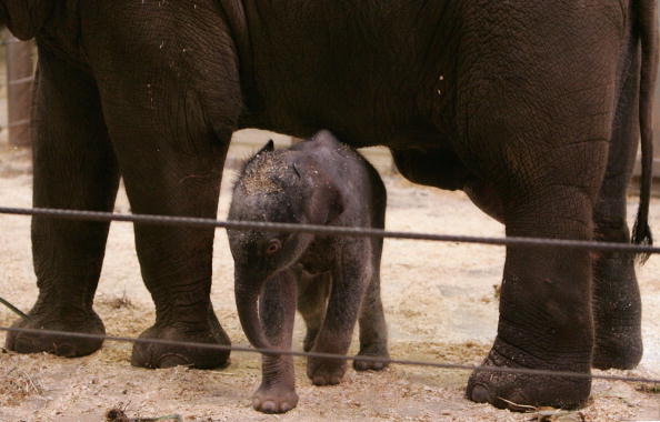 Новорожденный слоненок и его мама.Cидней. Зоопарк Таронга (Taronga Zoo).7 июля.Фото: Sergio Dionisio/Getty Image