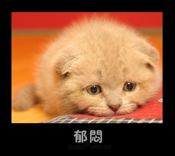 Подавленность. Рыжий котик