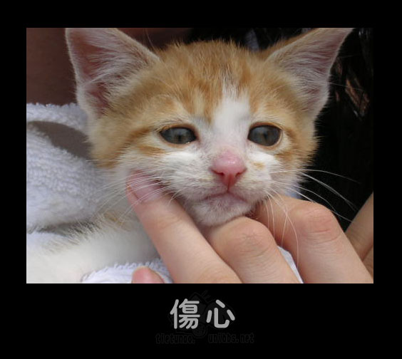 Печаль. Рыжий котёнок