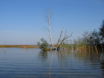 Участок Нарвского водохранилища. Фото: С сайта livejournal.com 