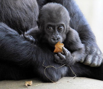 Фото: KAREN BLEIER/AFP/Getty Images