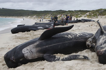 Фото:TONY ASHBY/Getty Images 