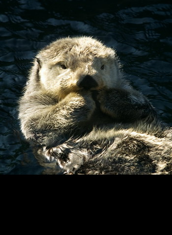 Фото:  Robert Giroux/Getty Images