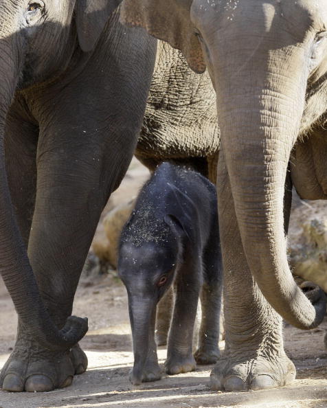 Новорожденный слоненок и его мама.Cидней. Зоопарк Таронга (Taronga Zoo).7 июля.Фото: Sergio Dionisio/Getty Image