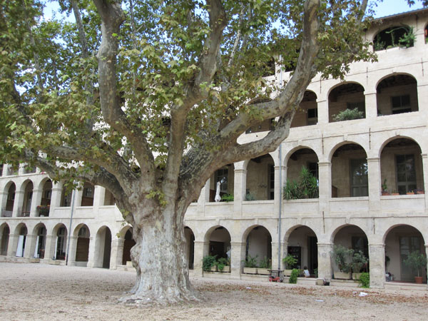 Платан-дерево, Avignon, FRANCE. Фото: Ирина Лаврентьева/Великая Эпоха
