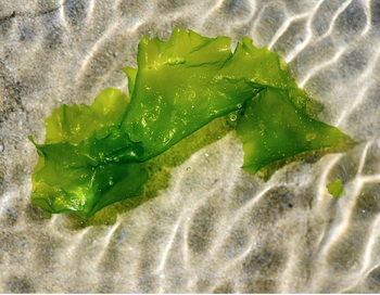 Зеленые морские водоросли могут стать следующим источником  биологического топлива, заменив зерно, сахарную свеклу, рапс и сою.  Фото:  Fred Tanneau/AFP/Getty Images