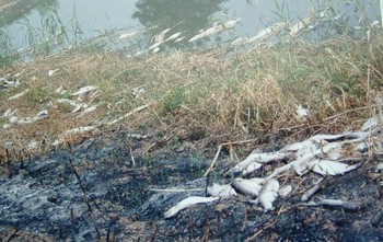 Наносимый экологии ущерб не учитывается при расчёте ВВП. Мёртвая рыба на озере Тайху. Июнь 2010 год. Фото с epochtimes.com