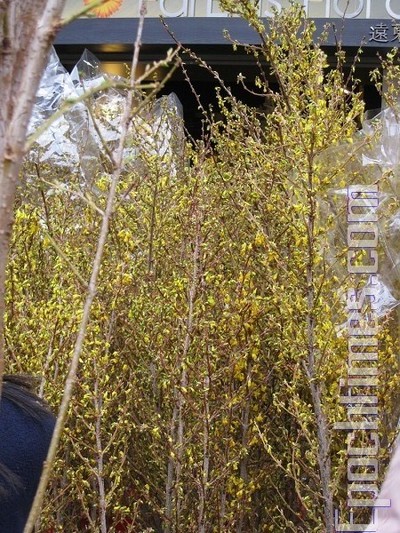 Новогодние цветы на гонконгском цветочном рынке Гонконга. 2010 год. Фото: The Epoch Times