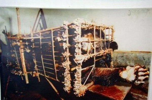 Этих медведей держат в клетках, где они не могут ни стоять, ни развернуться, ни размяться, даже солнце не проникает сюда. Когда у них берут желчь, они могут только громко реветь и качать головой от невыносимой боли. Фото: 360doc.com
