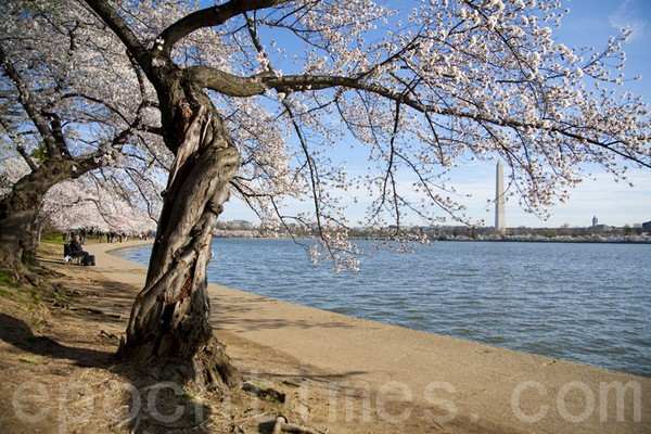 На празднике цветения вишни в США. Город Вашингтон. Март 2011 год. Фото: The Epoch Times