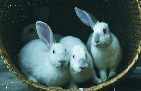 Кролики с одним ухом и без. Фото с epochtimes.com