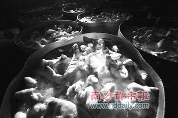 Обнаруженные на подпольной фабрике мясные продукты, которые вымачиваются в химическом рассоле. Провинция Гуандун. Августа 2011 год. Фото: nddaily.com