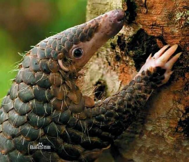 В Китае уже съели всех панголинов. Фото с baidu.com