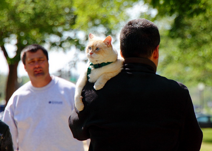 Владельцы кошек живут дольше на 10 лет. Фото: Mr. T in DC/flickr.com