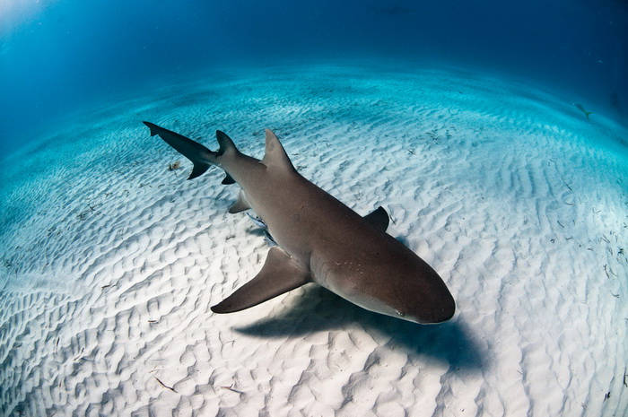 Фото: Shutterstock