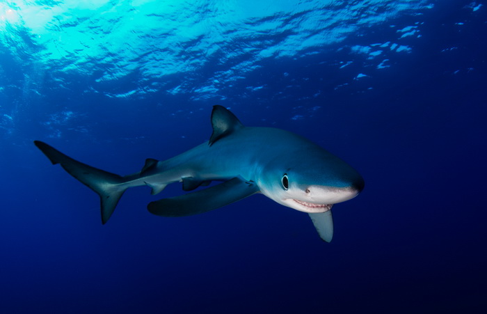 Фото: Shutterstock