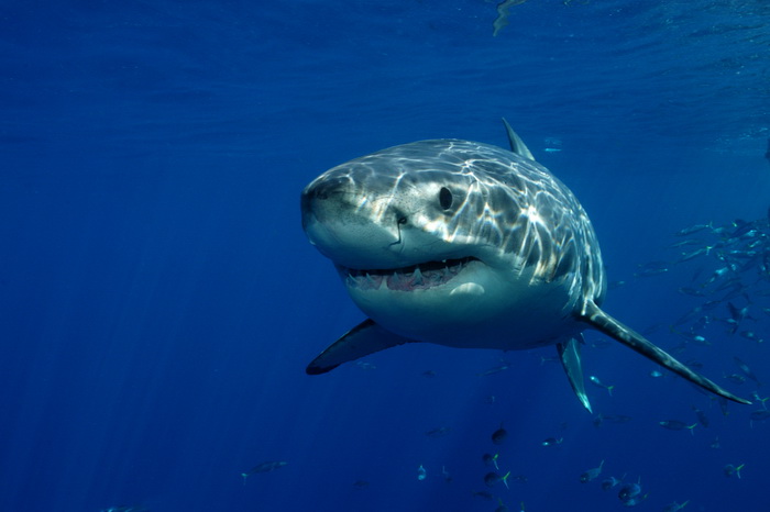 Фото: Shutterstock