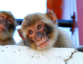 Фото:  flickr.com