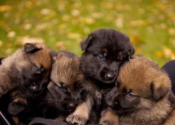 Щенки. Фото: West Midlands Police/flickr.com