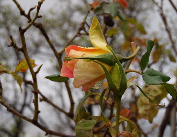 Фото: Хава ТОР. Великая Эпоха (The Epoch Times)