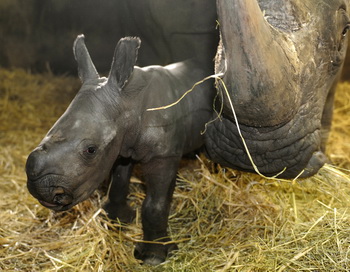 Фото: HOLGER HOLLEMANN/AFP/Getty Images