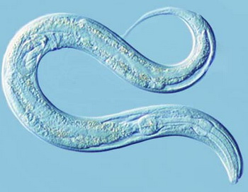 Caenorhabditis elegans. Фото: National Center for Biotechnology Information