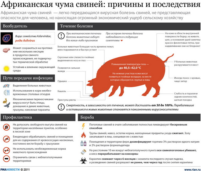 Африканская чума свиней: причины и последствия
