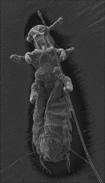 Lemurpediculus verruculosus, помеченная для изучения рыжих мышиных лемуров. Фото: Sarah Zohdy