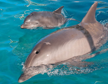 Фото: Mike Aguilera/SeaWorld San Diego Via Getty Images
