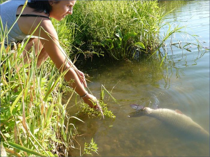 Зарыбление и пересадка белого амура. Фото с сайта rybhoz-senezh.ru/fishin.