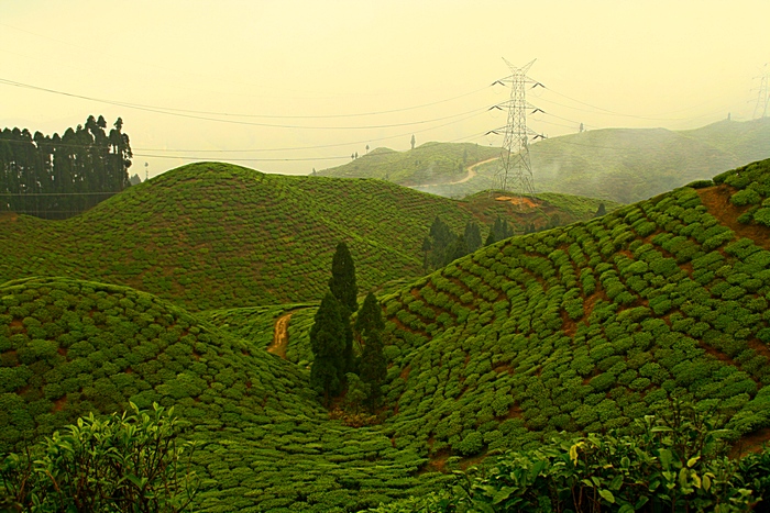 Чайные плантации в Дарджилинге. Darjeeling. Фото: Сима Петрова/Великая Эпоха (The Epoch Times)