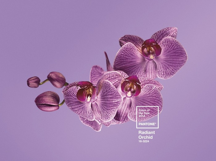 Фото предоставлено Pantone
