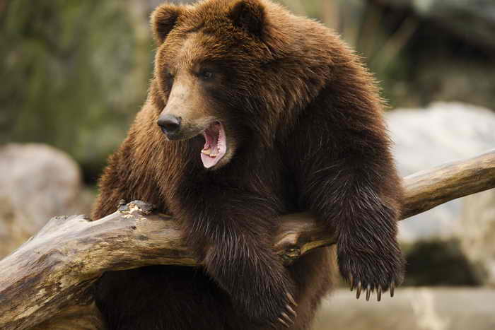 медведь. Фото: DENIS SINYAKOV/AFP/Getty Images