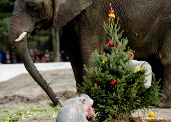 Рождественская ёлка в зоопарке. Фото: ROBIN VAN LONKHUIJSEN/AFP/Getty Images 