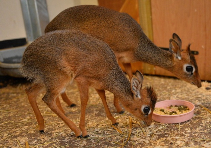 Семейство антилоп дикдик. Фото: Chester Zoo