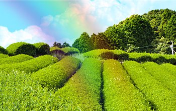 Фото с сайта https://www.emotiontea.com/catalog/ulun/te-guan