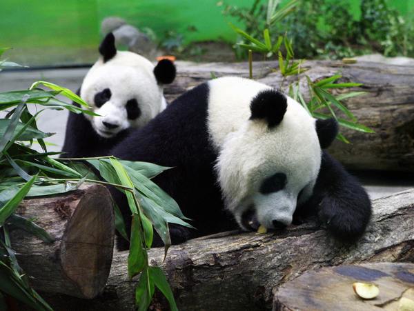Гигантские панды (Tuan Tuan) и (Yuan Yuan). Фото: GUO Ru-hsiao/AFP/Getty Images