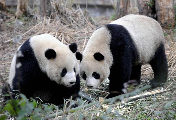 Гигантские панды (Tuan Tuan) и (Yuan Yuan). Фото: SAM YEH/AFP/Getty Images