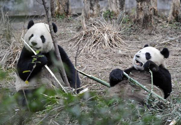 Гигантские панды (Tuan Tuan) и (Yuan Yuan). Фото: SAM YEH/AFP/Getty Images