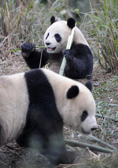 Гигантские панды (Tuan Tuan) и (Yuan Yuan). Фото: SAM YEH/AFP/Getty Images