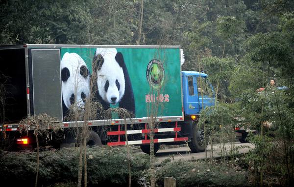 Гигантские панды (Tuan Tuan) и (Yuan Yuan). Фото: SAM YEH/AFP/Getty Images