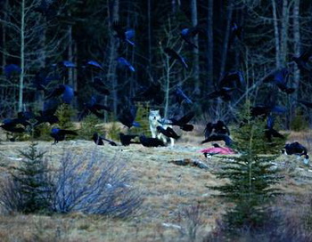 У каждого волчьего клана есть воронья семья. Вороны предупреждают об опасности, играют со щенками и им разрешается лакомиться добычей. Фото с сайта epochtimes.de 