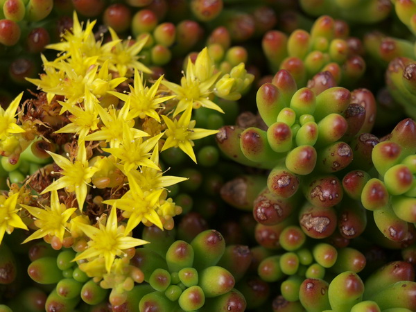 Про чемоданчик на все случаи жизни. Фото: Хава ТОР/Великая Эпоха