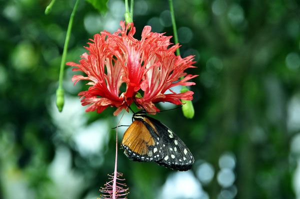 В красочном мире крылатых цветов. Фото: Екатерина Кравцова/Великая Эпоха